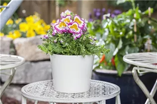  - Schizanthus wisetonensis