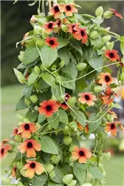 - Schlingpflanzen  - Schlingpflanzen