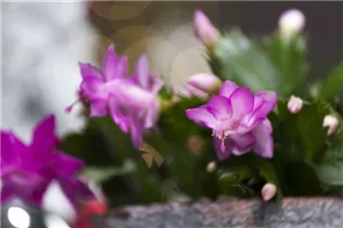  - Schlumbergera bridgesii, rosa