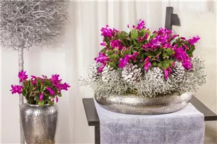  - Schlumbergera bridgesii, rosa