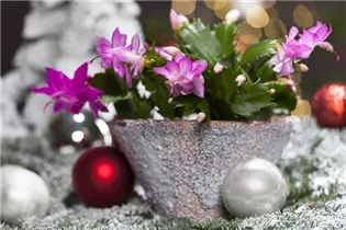  - Schlumbergera bridgesii, rosa