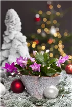  - Schlumbergera bridgesii, rosa