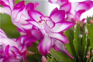  - Schlumbergera bridgesii