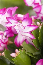  - Schlumbergera bridgesii