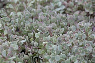  - Sedum cauticola