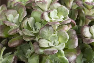  - Sedum cauticola