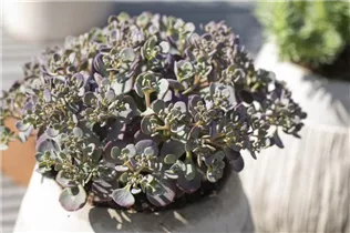  - Sedum cauticola