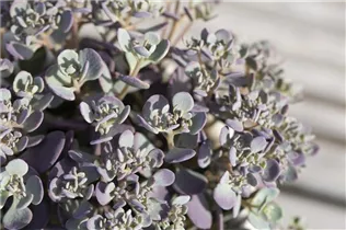  - Sedum cauticola