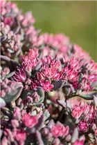  - Sedum cauticola