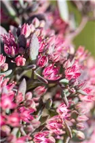  - Sedum cauticola