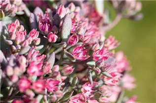  - Sedum cauticola