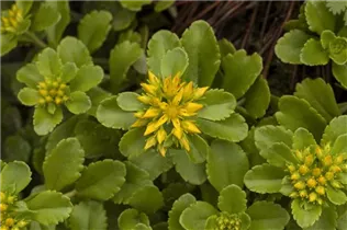  - Sedum floriferum 'Weihenstephaner Gold'