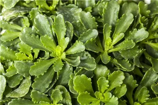  - Sedum floriferum 'Weihenstephaner Gold'