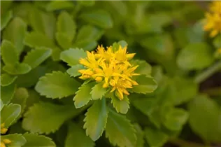  - Sedum floriferum 'Weihenstephaner Gold'