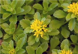  - Sedum floriferum 'Weihenstephaner Gold'