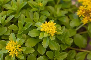  - Sedum floriferum 'Weihenstephaner Gold'