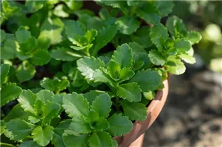  - Sedum floriferum 'Weihenstephaner Gold'