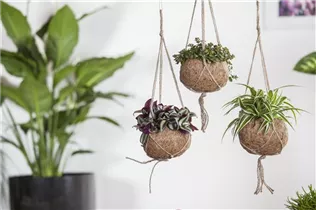 - Tradescantia zebrina  - Tradescantia zebrina