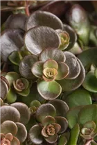  - Sedum makinoi