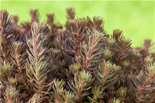  - Sedum reflexum 'Chocolate Ball'