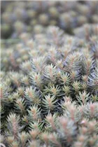  - Sedum reflexum 'Chocolate Ball'