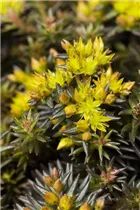  - Sedum reflexum 'Chocolate Ball'