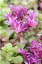  - Sedum spurium 'Purpurteppich'