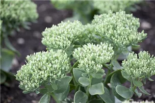  - Sedum telephium