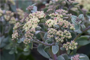  - Sedum telephium