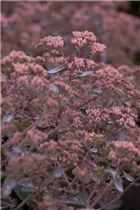  - Sedum telephium
