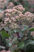  - Sedum telephium