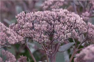  - Sedum telephium