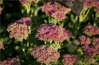  - Sedum telephium