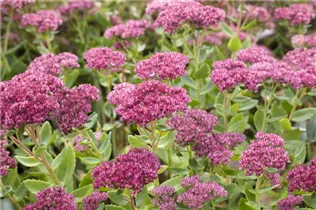  - Sedum telephium 'Herbstfreude'