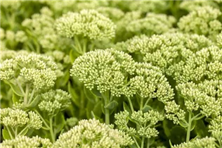  - Sedum telephium 'Herbstfreude'
