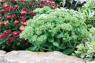  - Sedum telephium 'Herbstfreude'