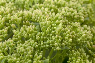  - Sedum telephium 'Herbstfreude'