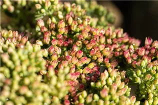  - Sedum telephium 'Herbstfreude'