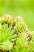  - Sempervivum tectorum