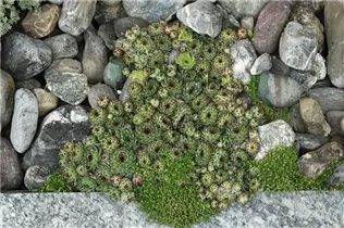  - Sempervivum tectorum