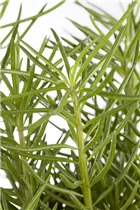 - Senecio barbertonicus 'Himalaya'  - Senecio barbertonicus 'Himalaya'