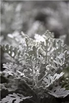 - Senecio cineraria  - Senecio cineraria