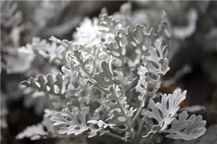 - Senecio cineraria  - Senecio cineraria