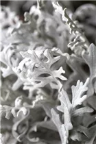 - Senecio cineraria  - Senecio cineraria