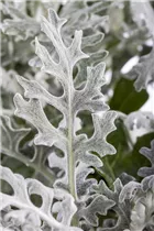 - Senecio cineraria  - Senecio cineraria