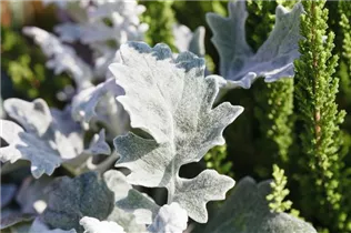 - Senecio cineraria  - Senecio cineraria