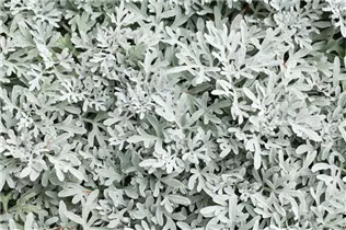 - Senecio cineraria  - Senecio cineraria