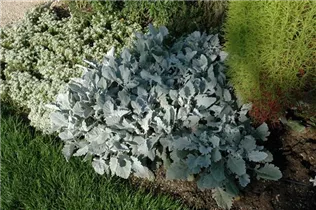 - Senecio cineraria  - Senecio cineraria