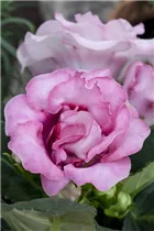  - Sinningia speciosa