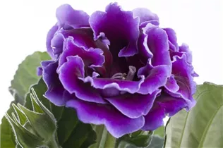  - Sinningia speciosa